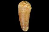 Fossil Crocodile (Elosuchus) Tooth - Morocco #81033-1